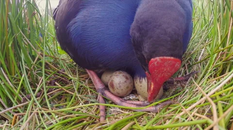 Swamp hen (Pukeko) on Nest. Stock Footage 49834878