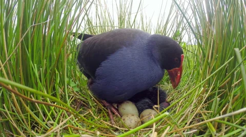 Swamp hen (Pukeko) on Nest. Stock Footage 49835059
