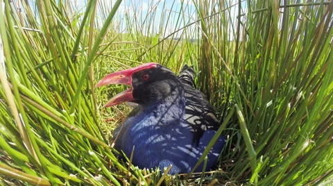 Swamp hen (Pukeko) on Nest. Stock Footage 49837790