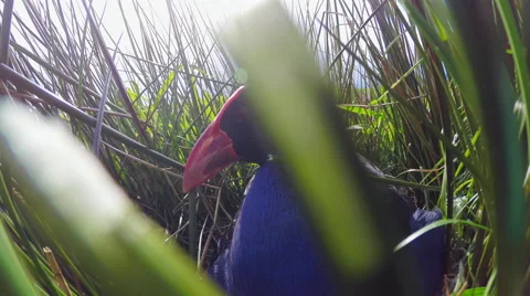 Swamp hen (Pukeko) on Nest. Stock Footage 49839574