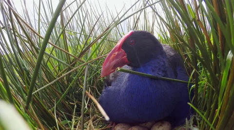 Swamp hen (Pukeko) on Nest. Stock Footage 49839748