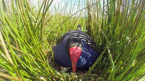 Swamp hen (Pukeko) on Nest. Stock Footage 49840413