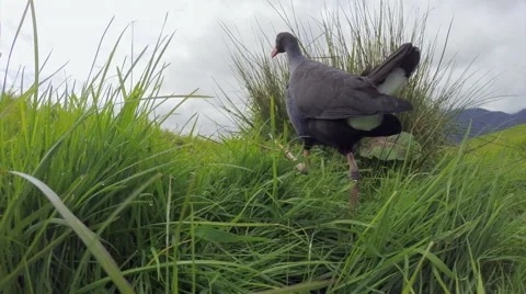 Swamp hen (Pukeko) walking. Stock Footage 49840291