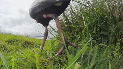 Swamp hen (Pukeko) in the wild. Stock Footage 49842158