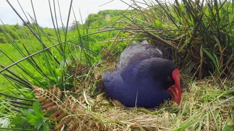 Swamp hen rocking in front of camera Stock Footage 49835697