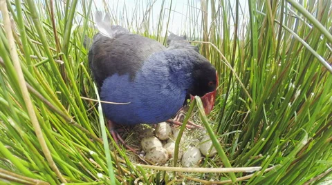 Swamp hens (Pukeko) on Nest. Stock Footage 49837846