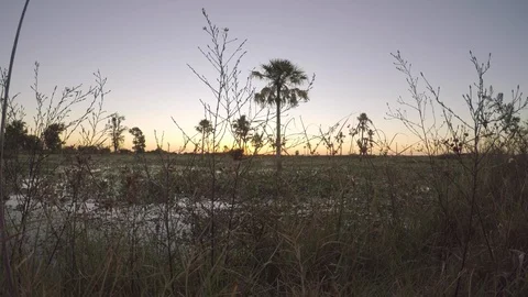Swamp of ibera on sunshine Video stock 98952748