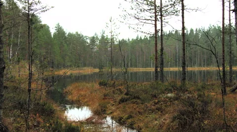 Swamp lake &amp; stream Stock Footage 49581795