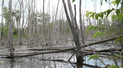 Swamp  Land 動画素材 8507060