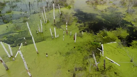 Swamp landscape with green algae, standing dead trees, and dark water patches Stock Footage 334117353