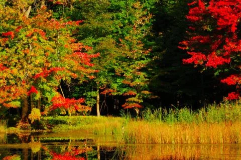 Swamp landscape Stock Photos