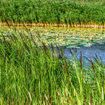 Swamp landscape Stock Photos