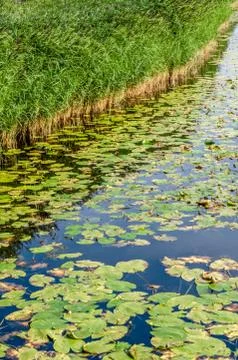 Swamp landscape Stock Photos