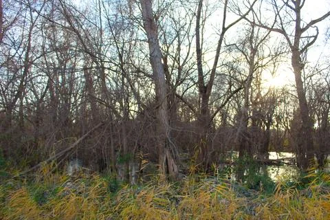 Swamp Landscape Stock Photos