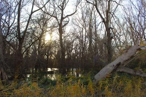 Swamp Landscape Stock Photos