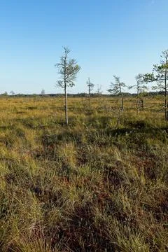 Swamp landscape. Stock Photos
