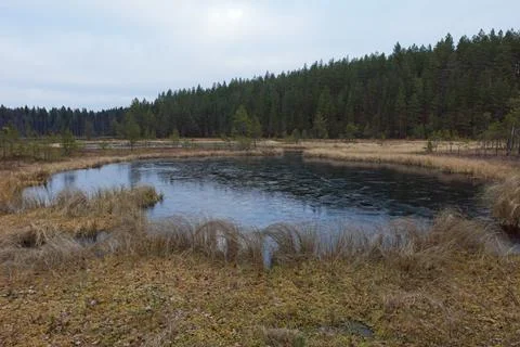 Swamp landscape. Stock Photos