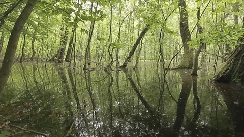 Swamp Landscape at Sunset Stock Footage