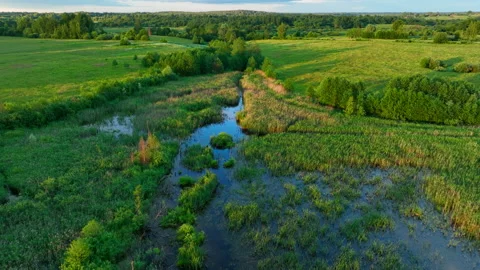 Swamp landscape. Wild mire with trees, drone view. Stock Footage 201205859