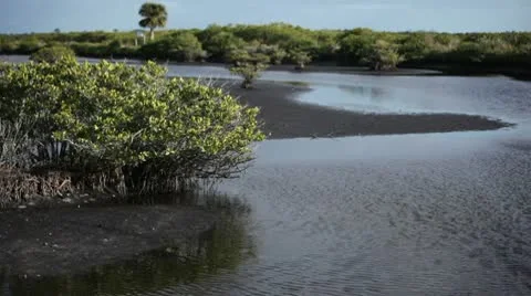 Swamp Landscape on a windy day. 動画素材 10688580