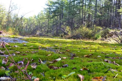 Swamp leaves Foto stock