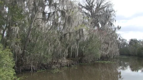 Swamp left side very good spanish moss Stock Footage 88292459