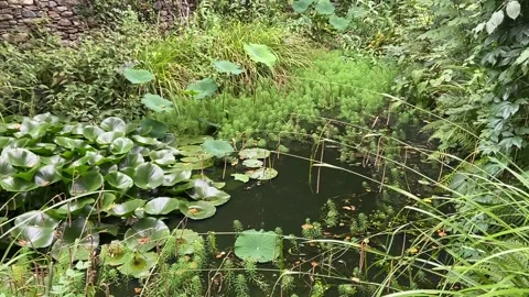 Swamp in Les Cévennes Stock Footage 346501037