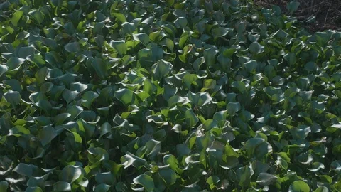 Swamp Lettuce NE Stock Footage 94160544