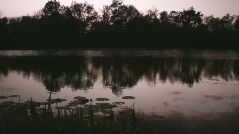 Swamp with lilies at sunset in the summer. 스톡 동영상 115581833