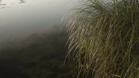 Swamp with lilies at sunset in the summer. Stock-Footage 115582861