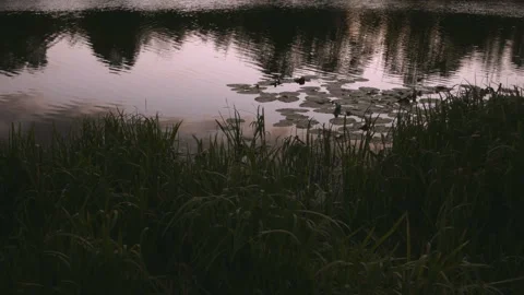 Swamp with lilies at sunset in the summer. Vidéo 115588694