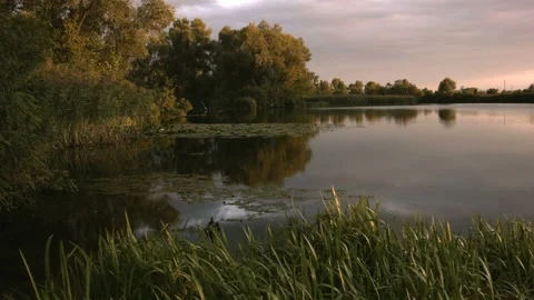 Swamp with lilies at sunset in the summer. Video stock 115593498