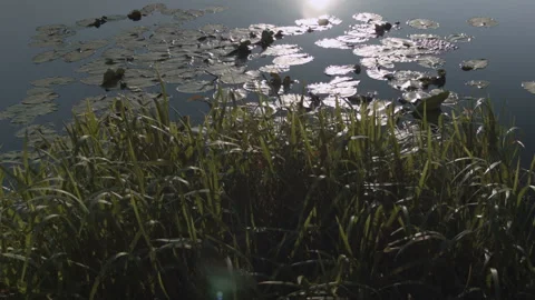 Swamp with lilies at sunset in the summer. Video stock 115596521