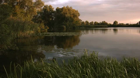 Swamp with lilies at sunset in the summer. Video stock 115596833