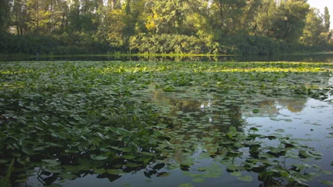 Swamp with lilies at sunset in the summer. Stock Footage 115665831