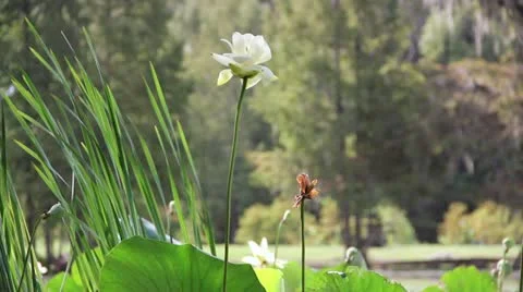 Swamp Lilly Flower Stock Footage 11892708