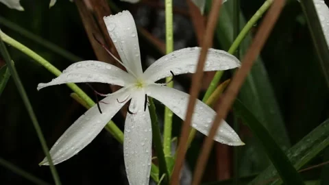 Swamp Lily in Rain Stock Footage 142335532
