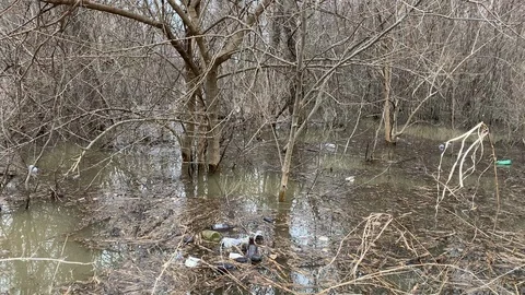 Swamp Litter Stock Footage 105426138