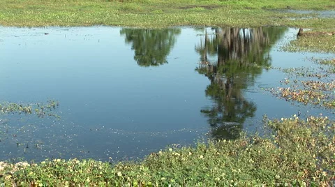 Swamp &amp; live oak Stock Footage 5064274