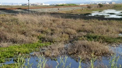 Swamp Marsh Stock Footage 693214