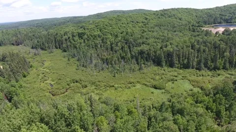 Swamp marsh in a Forest 動画素材 68002759