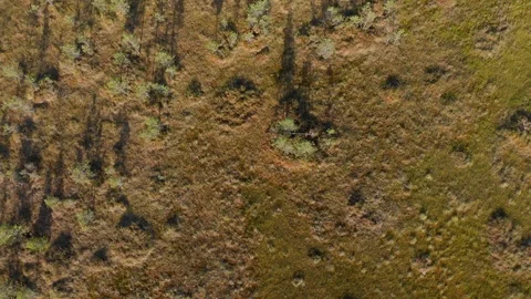 Swamp marsh moss and dwarf trees long shadows aerial bird eye descend Stock Footage 116866930