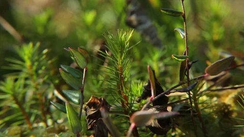 Swamp Moss Stock Footage 74740223