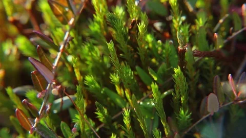 Swamp moss 库存影片 74770557