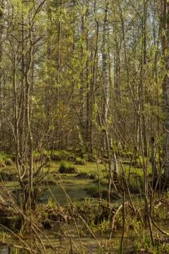 Swamp with mud in the birch forest Stock Photos