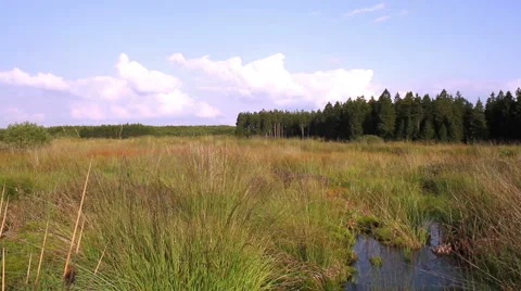 Swamp in a nature reserve. Stock Footage 40654707