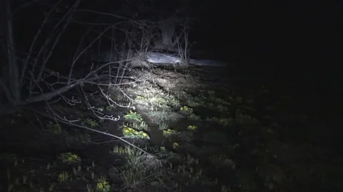 Swamp in the night forest Stock Footage