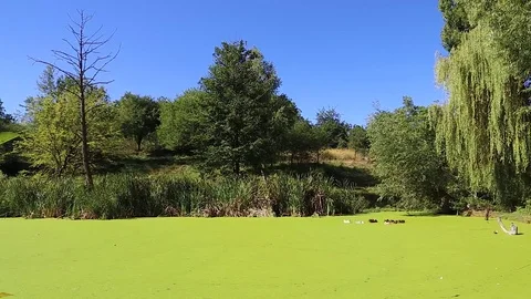 Swamp overgrown with duckweed Video stock 77571536