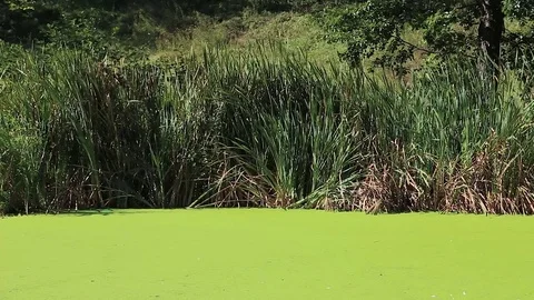Swamp overgrown with duckweed Stock Footage 77571564
