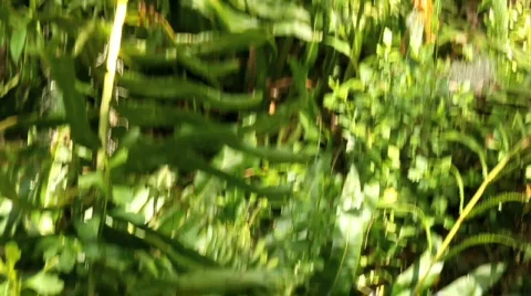 Swamp panorama Stock Footage 681926